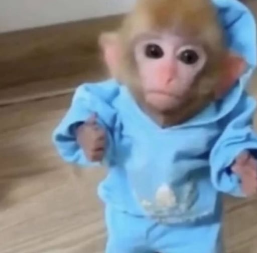 Monkey in hoodie